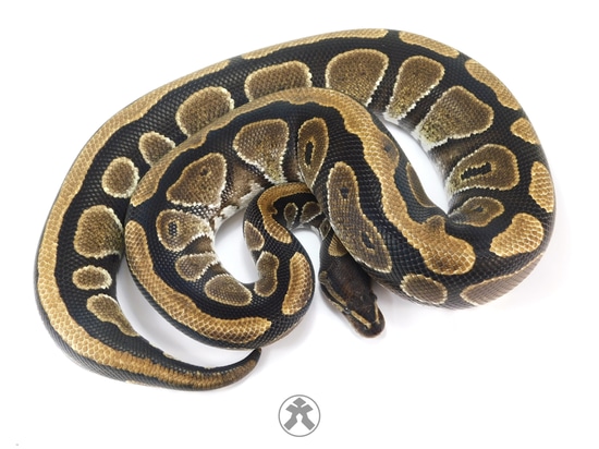 Mocha Ball Python by J-Royals Reptiles