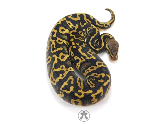 Acid Pastel Mystic DH TSK Axanthic Pied Ball Python by J-Royals Reptiles