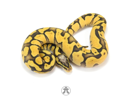 Super Pastel Enchi DH Cryptic DG Ball Python by J-Royals Reptiles