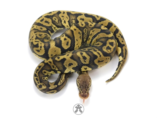 Acid Pastel Het. Candino Ball Python by J-Royals Reptiles
