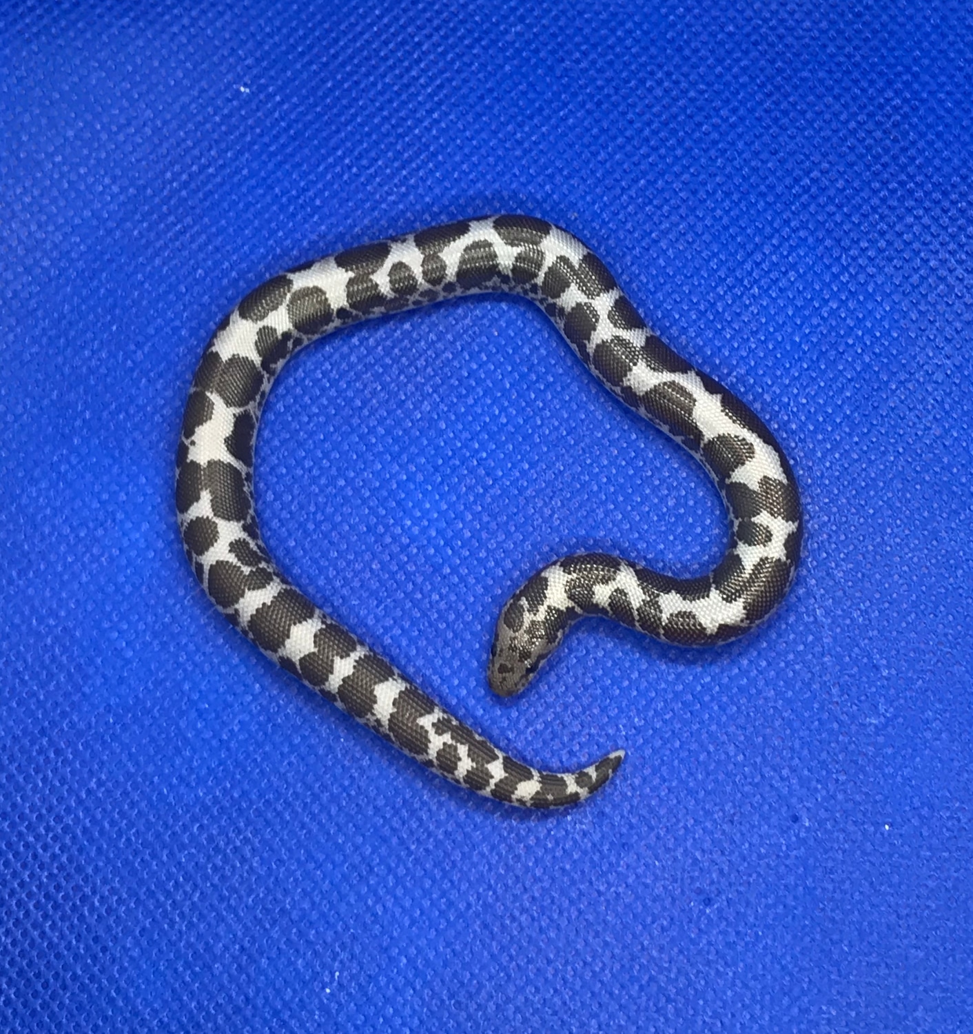 Anery Kenyan Sand Boa by Ledford Herpetoculture MorphMarket