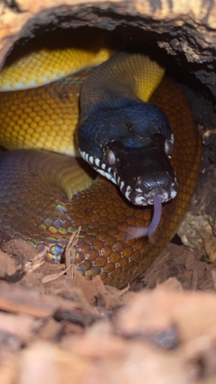 Northern White Lipped Python Smashing Food An Amazing Specimen White ...