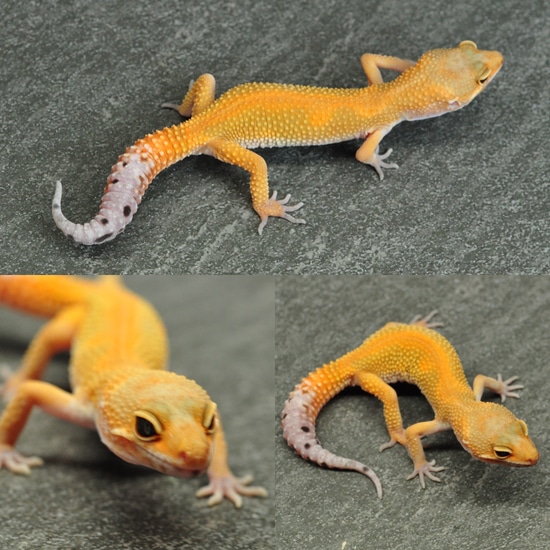 Atomic Tangerine, Pos Het Rainwater, Pos Het Eclipse Leopard Gecko by ...