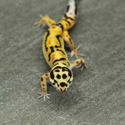 Bold Bandit - Het Tremper, Pos Het Eclipse Leopard Gecko