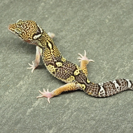 Black Night - Pos Het Raptor Leopard Gecko