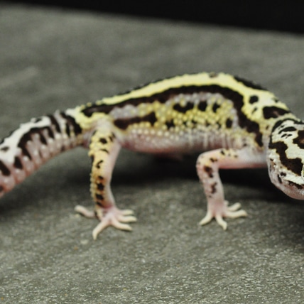 Gem Snow - Pos Het Tremper, Pos Het Eclipse Leopard Gecko