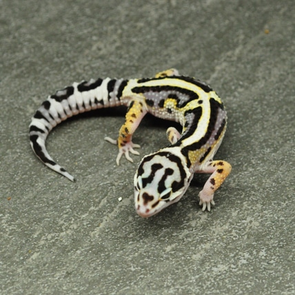 Bold Mack Snow - Pos Het Tremper, Pos Het Eclipse Leopard Gecko