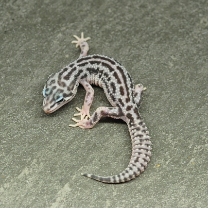 Bold Mack Super Snow - Pos Het Tremper, Pos Het Eclipse Leopard Gecko