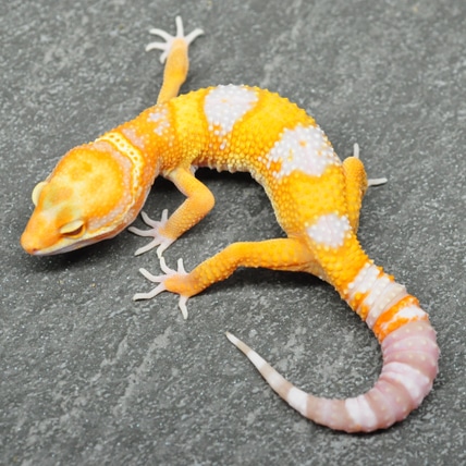 Blood Tremper - Pos Het Eclipse Leopard Gecko
