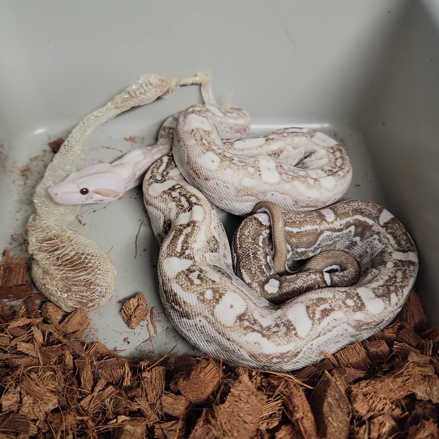 Picture Idea: Aztec 100 Het Carbon Snow Boa Constrictor By Sbsf Reptiles