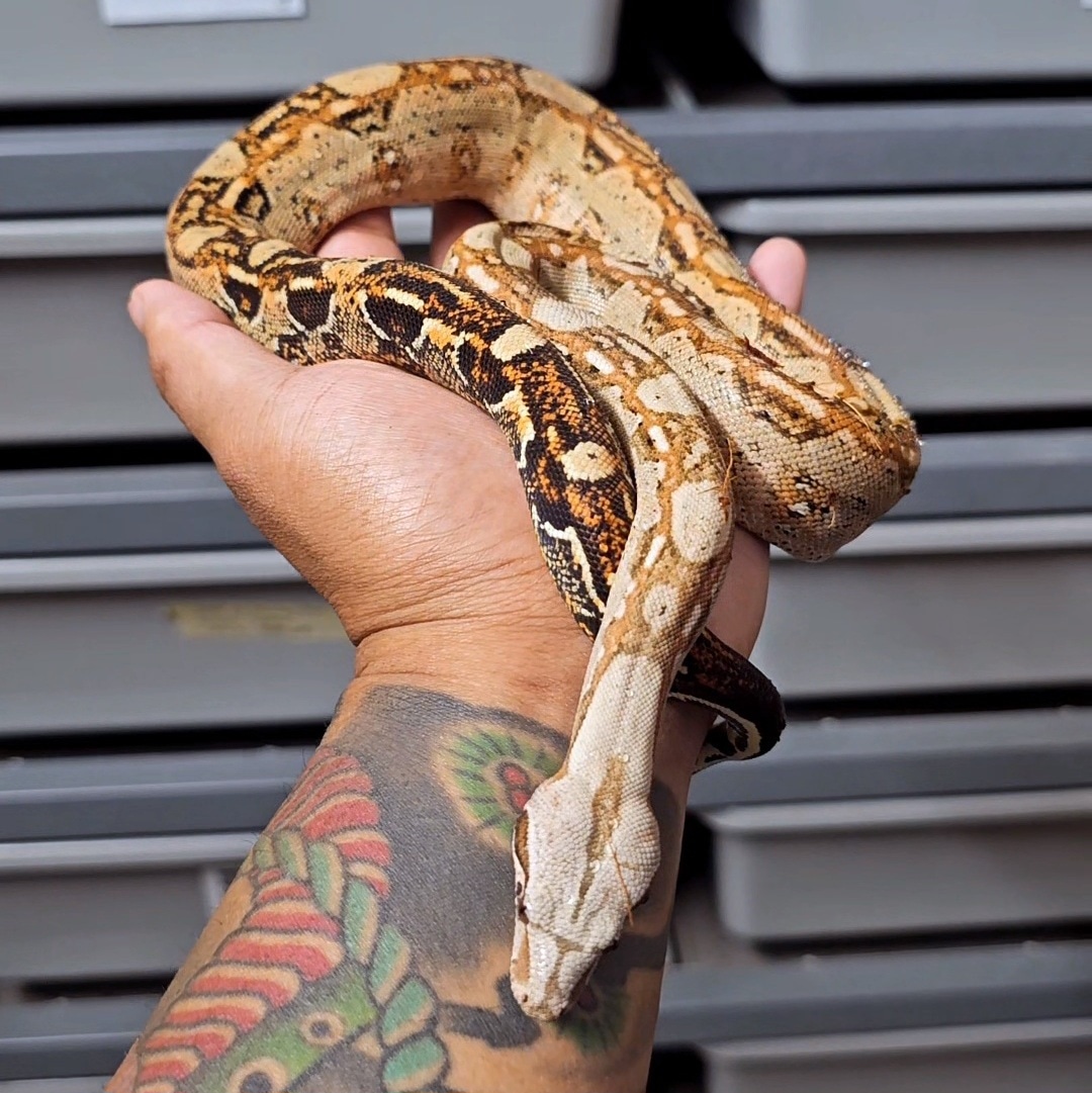 Photo inspiration: Frozen Thawed Small Mammal Feeding For Boa Constrictors Reference: Aztec 100 Het Carbon Snow Boa Constrictor By Sbsf Reptiles