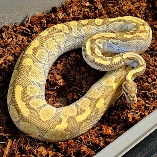 Ready To Breed Lesser Enchi Het Clown Ball Python by Goliath Reptiles ...