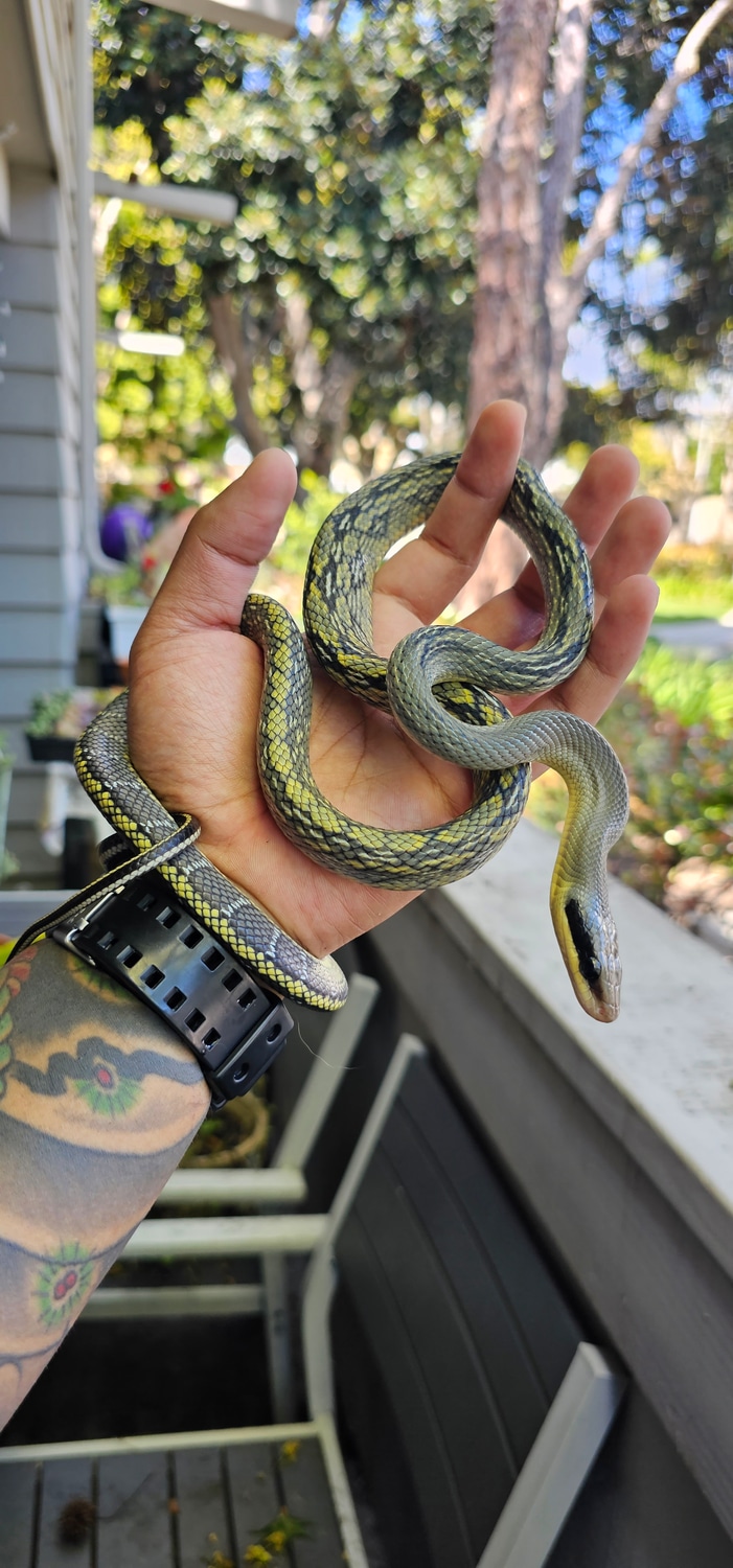 Yearling Female Vietnamese Blue Beauty Rat Snake by SBSF Reptiles