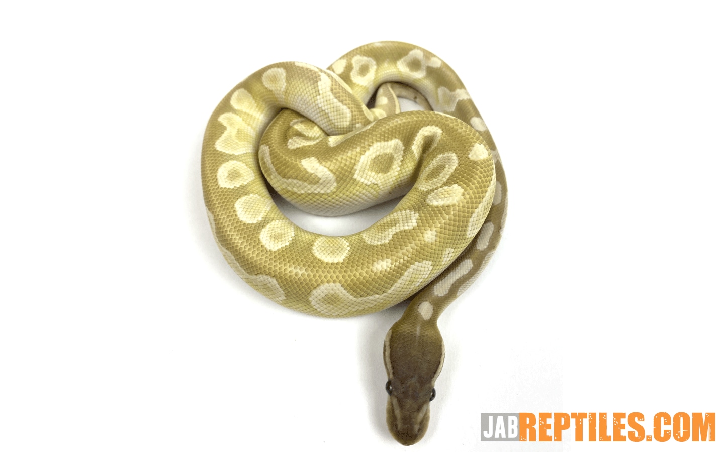 Crystal ( Mojave / Special ) Pos Gold Blush 80 Ball Python by J.A.B