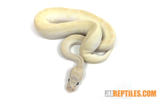 Lesser / Mystic Or Special (Bel) Pos Gold Blush #77 Ball Python by J.A ...