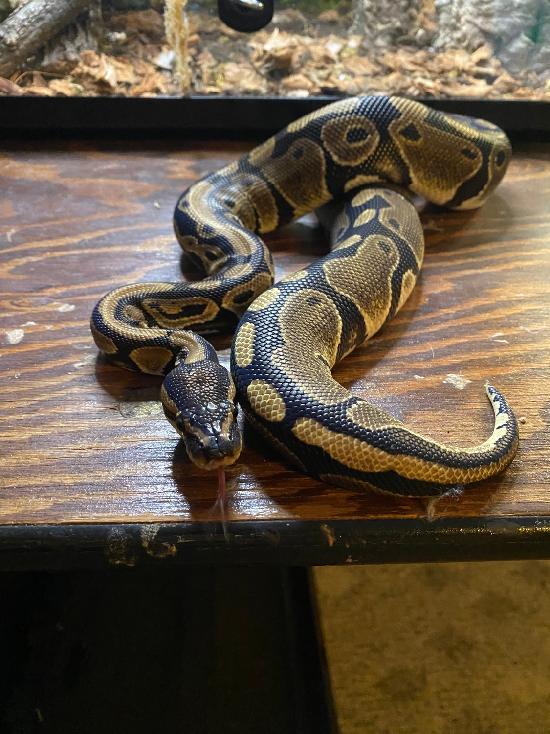 Normal Ball Python by Jackson’s Ball Pythons - MorphMarket