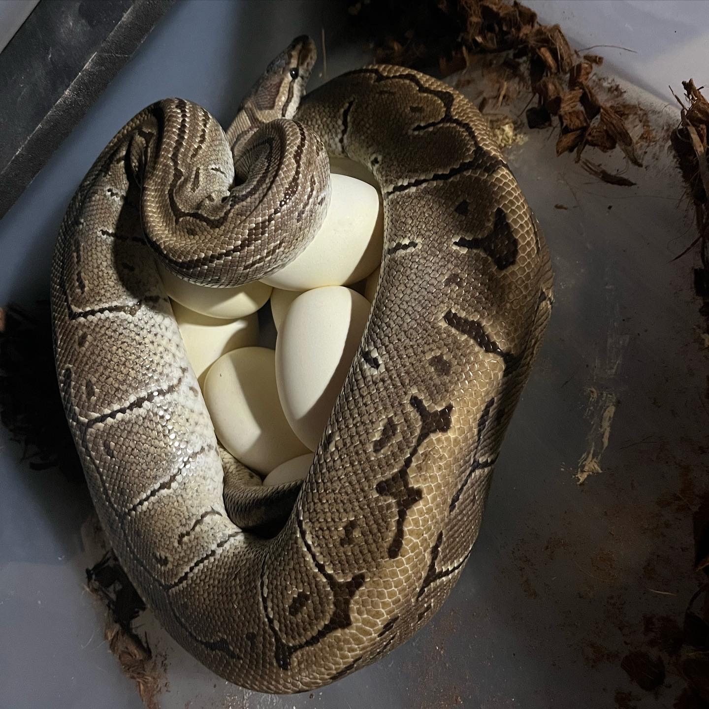 Pinstripe Ball Python by Tennessee Balls ® MorphMarket