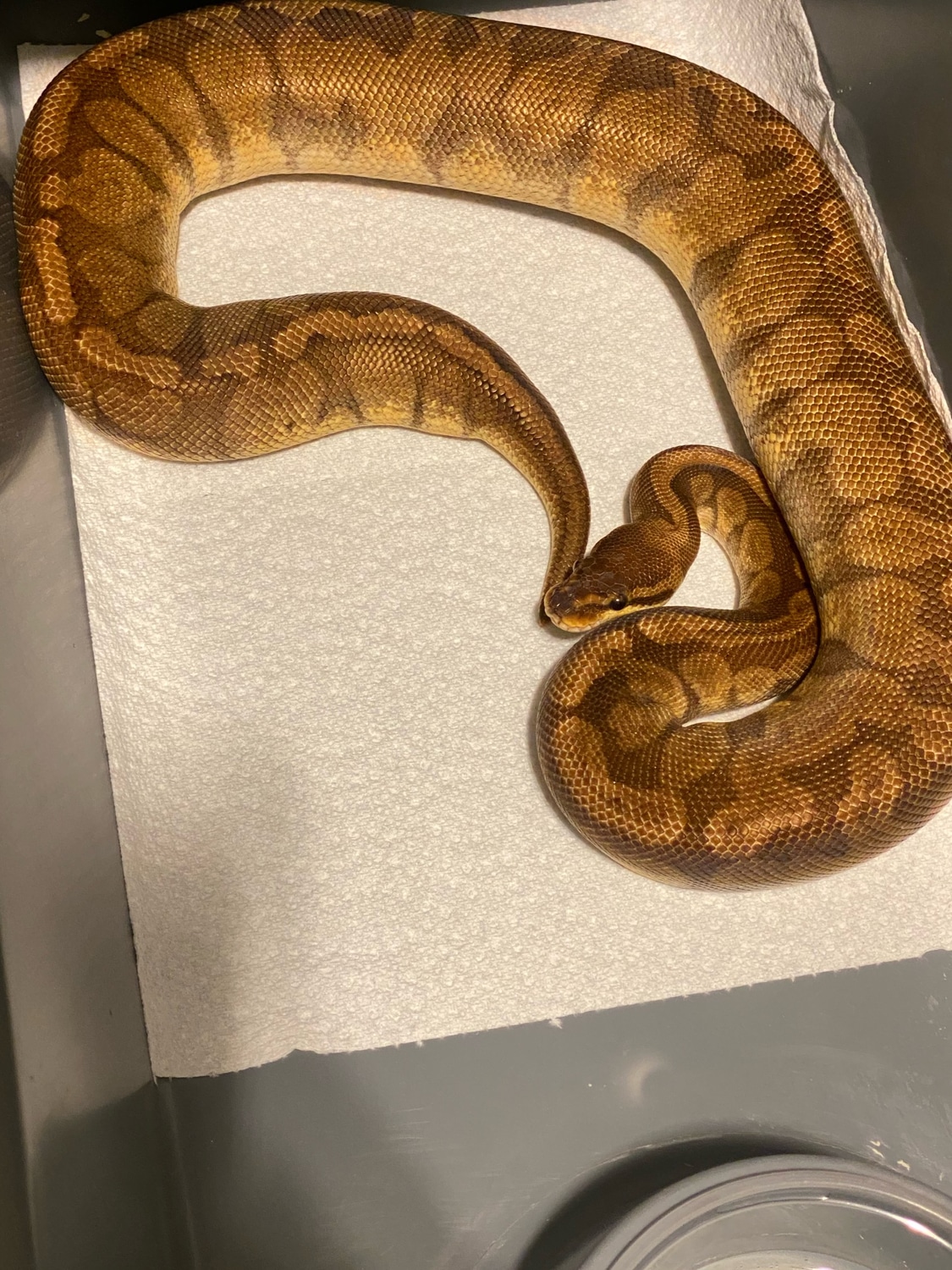 RTB 0.1 Sunset Ball Python by Tennessee Balls ® - MorphMarket