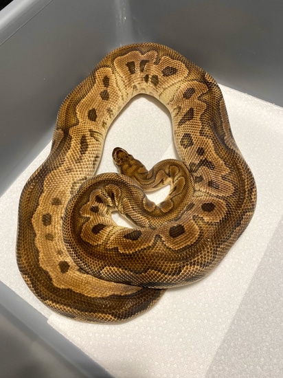 RTB Clown 100% Het Pied Ball Python by Tennessee Balls