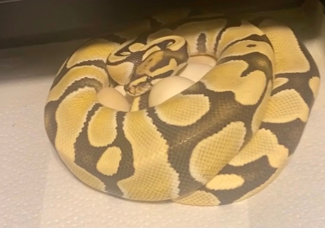 Proven RTB Orange Dream Desert Ghost Ball Python by Tennessee Balls ...