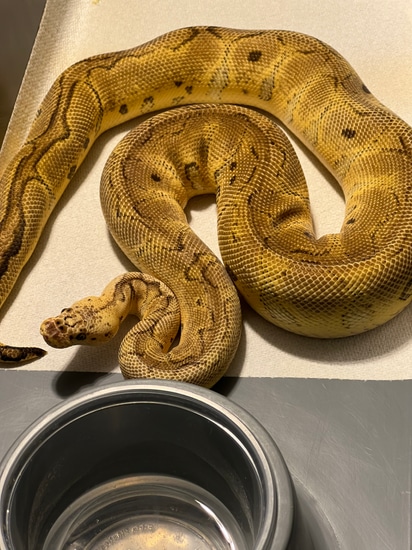 RTB Fire Pastel Clown Ball Python by Tennessee Balls