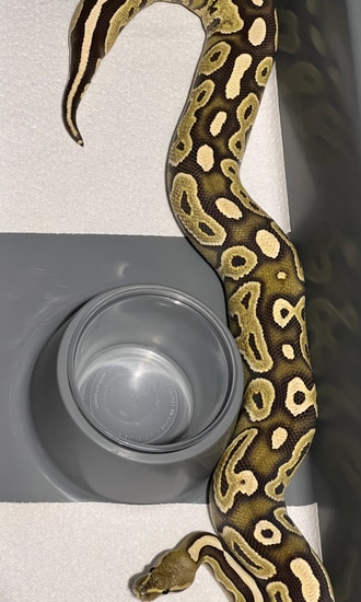 Desert Ghost Ball Python by Tennessee Balls