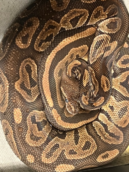 RTB Black Pastel Ball Python by Tennessee Balls