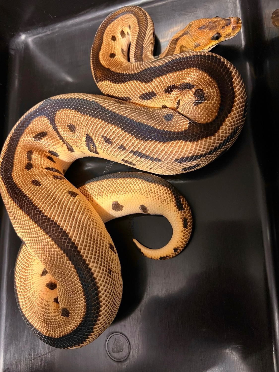 Orange Dream Leopard Clown/ Sub Adult Ball Python by Tennessee Balls ...