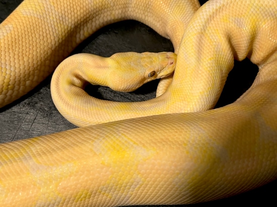 Lavender Albino Ready To Breed Ball Python by Tennessee Balls