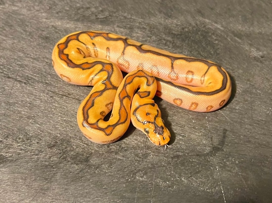 Enchi Russo Spotnose Yellow Belly Clown Ball Python by Tennessee Balls
