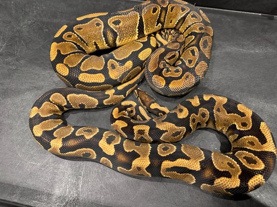 M & F Nr Mandarin 100% Het Hypo *RTB Proven Ball Python by Tennessee ...