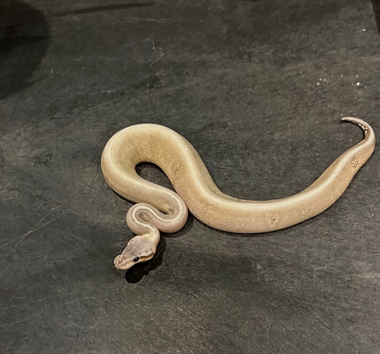 Stranger Black Pastel Pastel Hypo 100% Het Clown Ball Python by ...