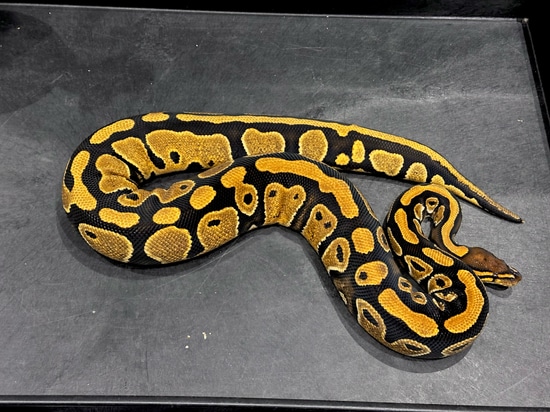 RTB! Nr Mandarin TH 100% Hypo Clown Pied Ball Python by Tennessee Balls