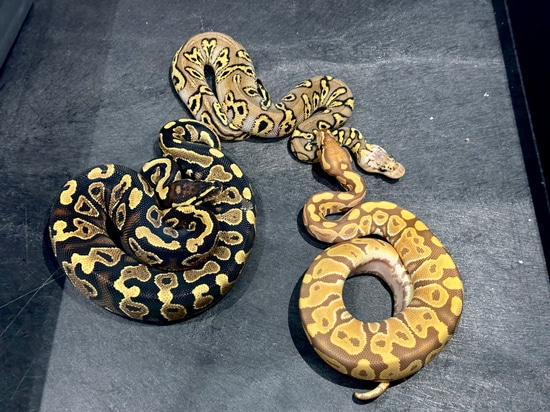 GROUP Of 3! See Description…Stranger Pastel Clown 100% Het Hypo Ball ...
