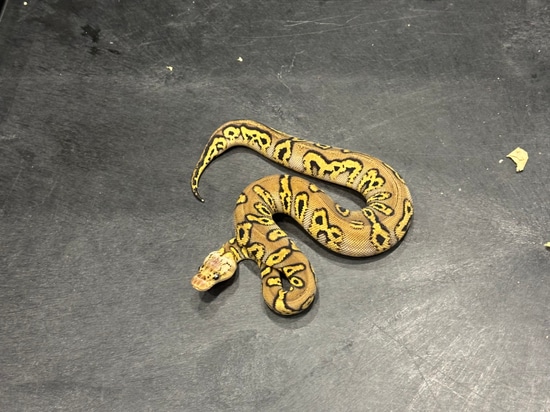 Stranger Pastel Clown 100% Het Hypo Ball Python by Tennessee Balls