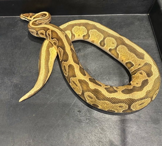 RTB Adult, Orange Dream Yellow Belly Enchi 100% Het Monsoon Ball Python ...