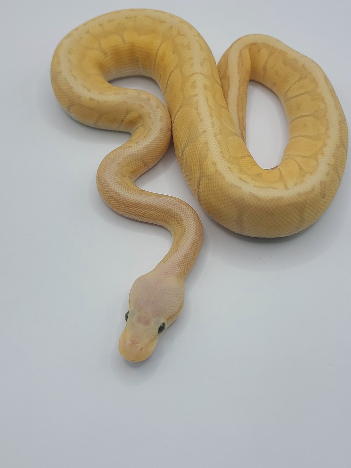Banana Pastel Pinstripe 50% Het Clown Ball Python by MidMichiganMorphs ...