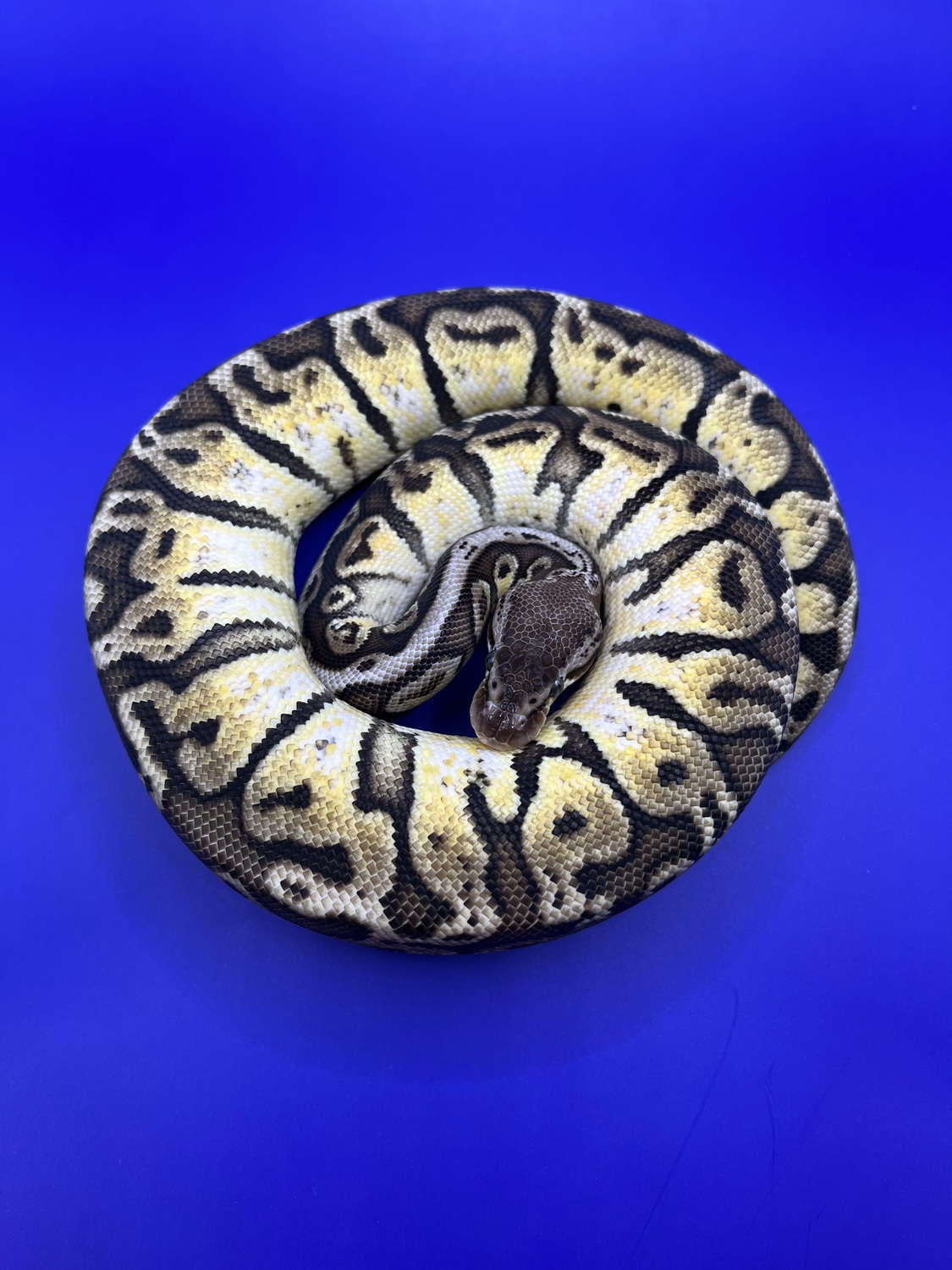 Hidden Gene Woma Pastel Ghi Granite Ball Python by MidMichiganMorphs ...