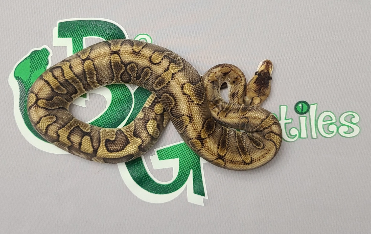 Champagne Enchi Leopard Ball Python by B&G Reptiles - MorphMarket