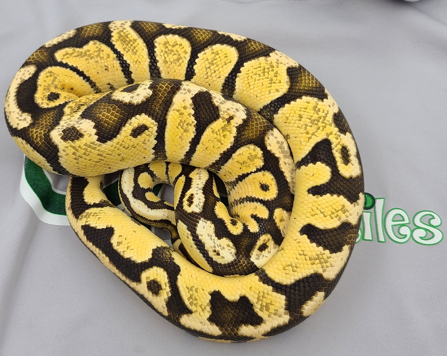 Orange Dream Pastel Fire Ball Python by B&G Reptiles - MorphMarket