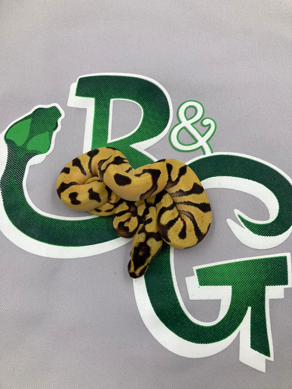 Super Enchi Pastel Orange Dream Ball Python by B&G Reptiles MorphMarket