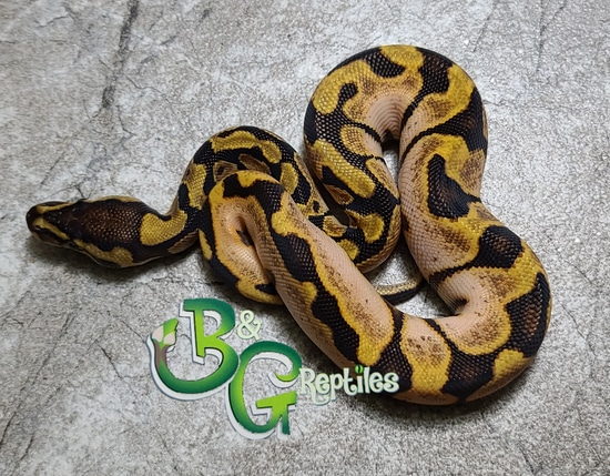 Enchi Calico Ball Python by B&G Reptiles
