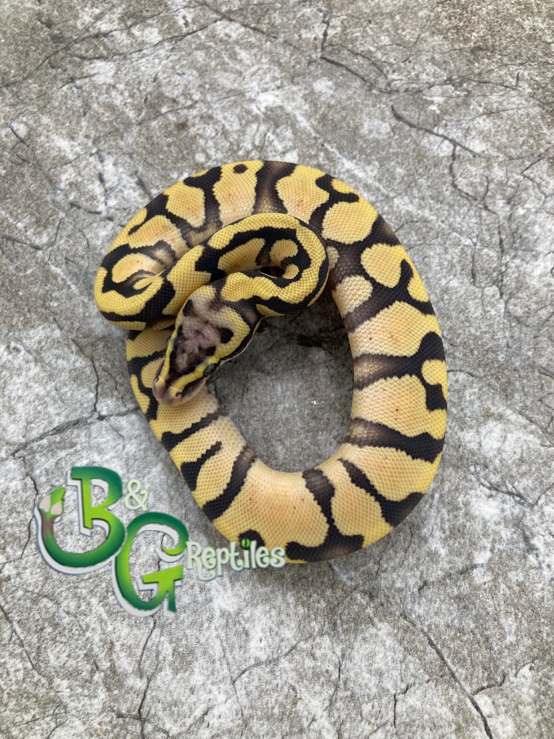 Pastel Enchi Desert Ghost Pos Het Hypo Ball Python by B&G Reptiles ...