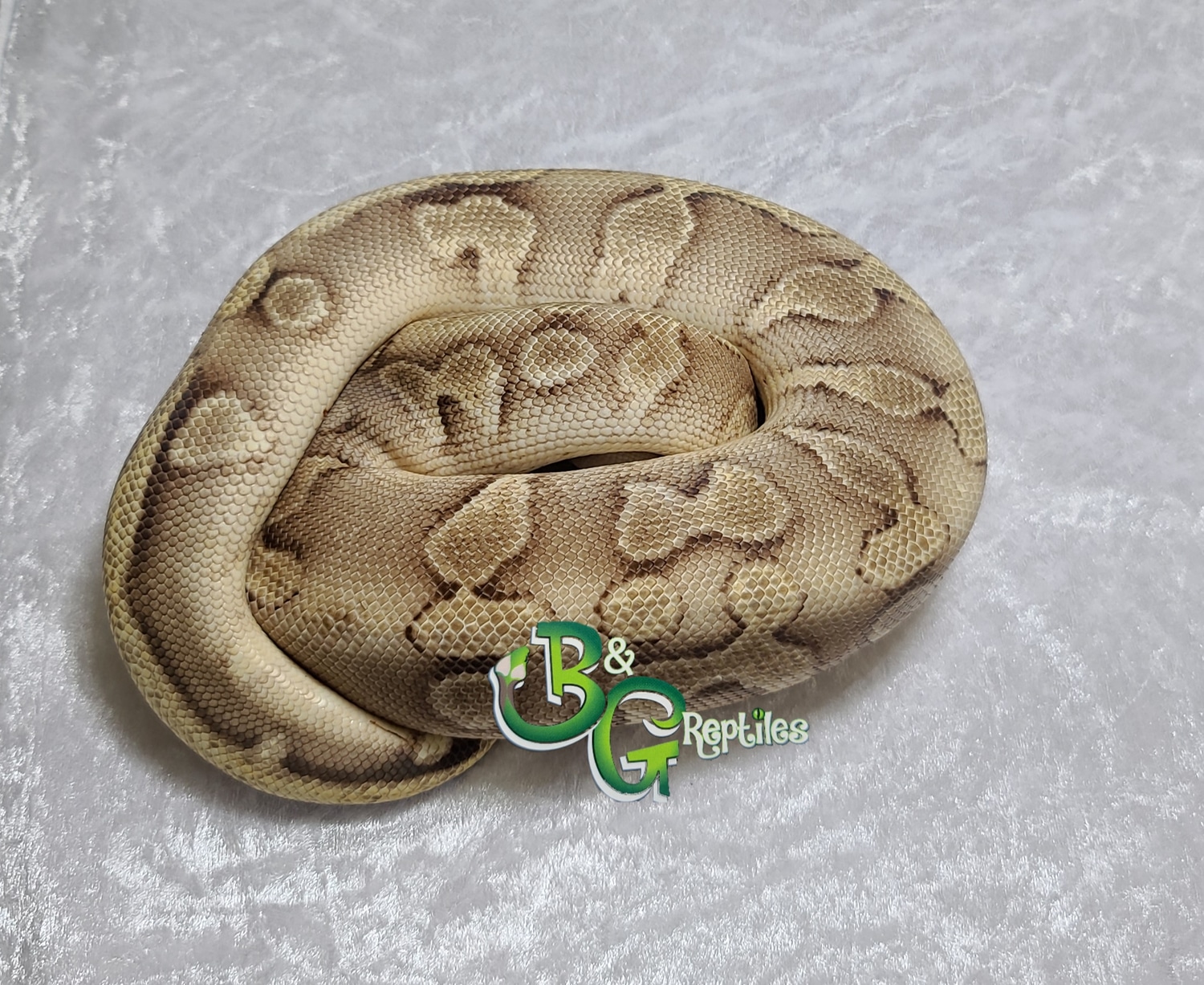 Enchi Champagne Ball Python by B&G Reptiles - MorphMarket