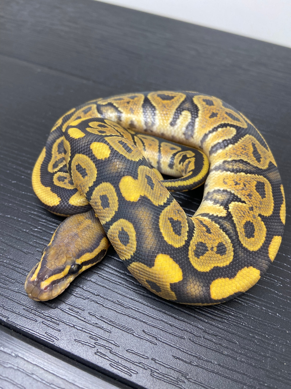 Hypo Ball Python by The Ophidiarium - MorphMarket