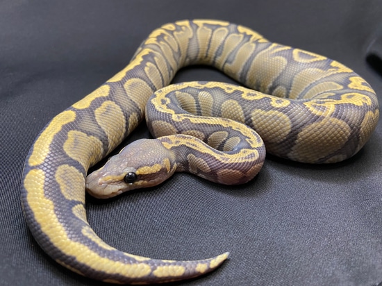 GHI Hypo Ball Python by The Ophidiarium