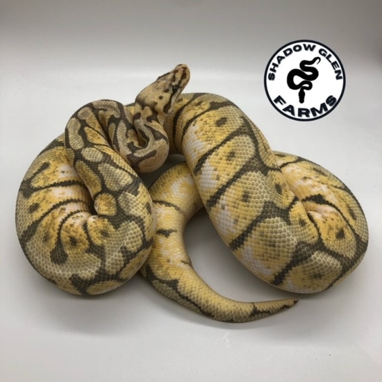 Ghost Pastel Spider Ball Python by Shadow Glen Farms INC.