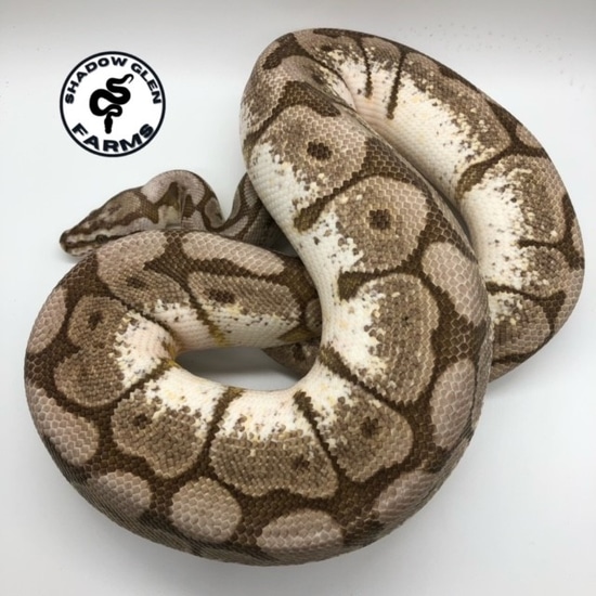 Lesser Pastel Spider Ball Python by Shadow Glen Farms INC.