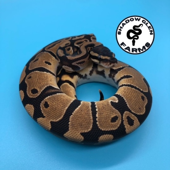 Het Pied Ball Python by Shadow Glen Farms INC.