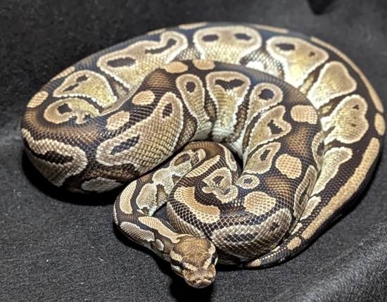 Mocha Female Ball Python by J.Millari Morphs